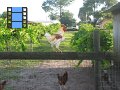 2010-08_25 Henscratch Farms Lake Placid FL_0008